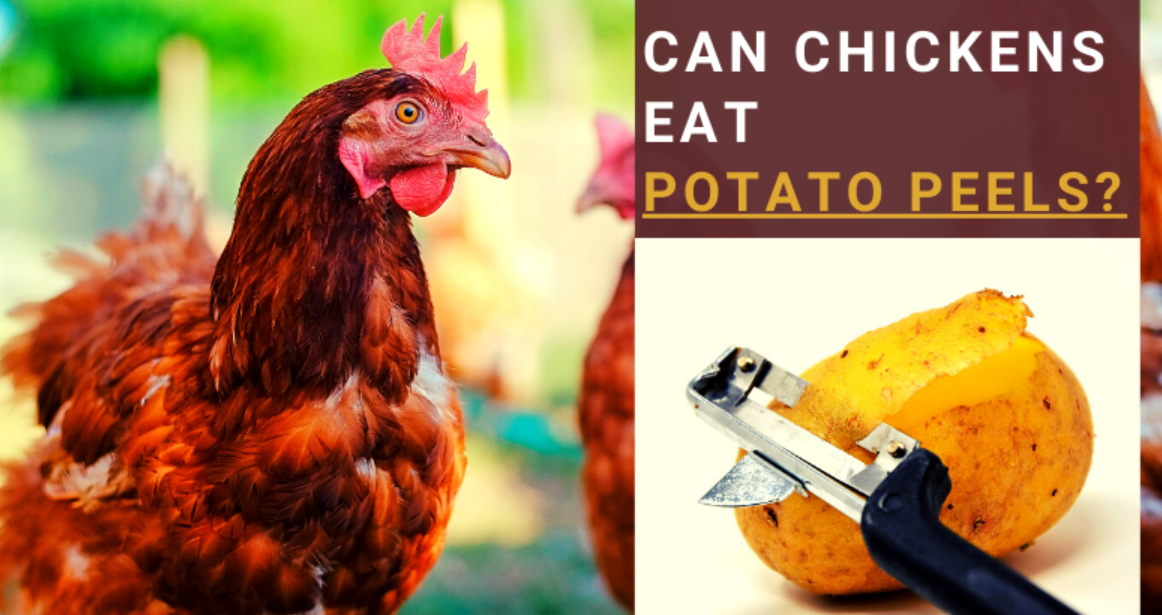 can chickens eat potatoes